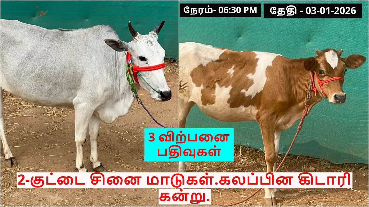 3-விற்பனை பதிவுகள்.2-குட்டை சினை மாடுகள்.கலப்பின கிடாரி கன்று.