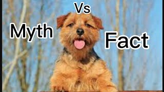 Norfolk terrier Myths vs facts