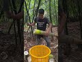 Wonderful cutting harvest bamboo shoots #bamboo #relax #satisfying #agriculture