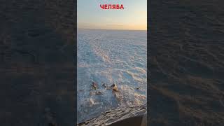 #челябинск174 #рыбалка #fishing #рыба #зима #крупныйокунь #carpfishing #окунь