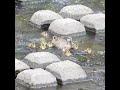 危険なブロック通過【カルガモ親子の引っ越し】みんなの動物園TV放送で犠牲になった雛鳥が多い難所。