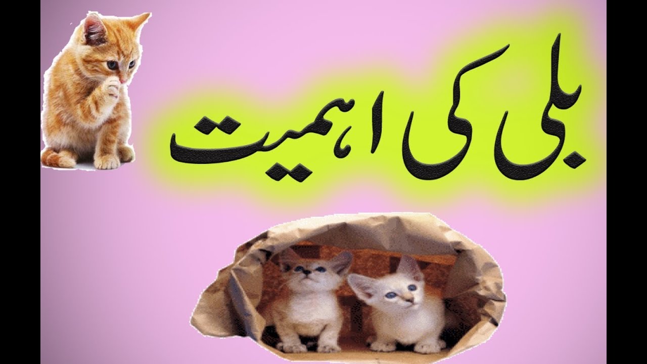 information about cat in urdu