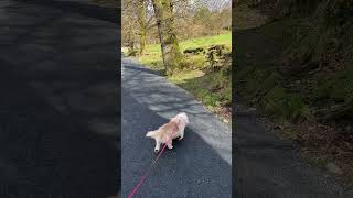 Dandie Dinmont Walking