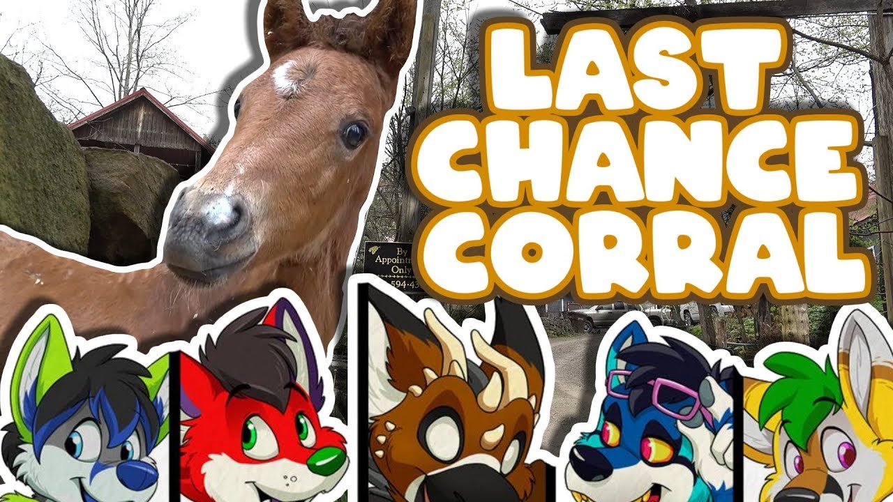 What it takes to raise foals π They need YOUR help!! What it takes to raise foals π They need YOUR help!!