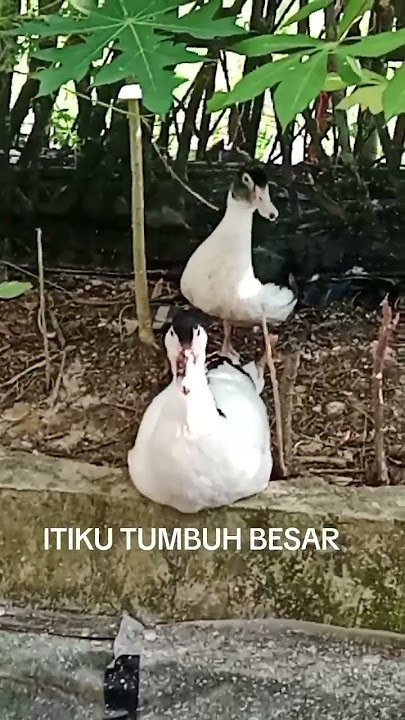 HARUS TELATEN PELIHARA ITIK SPY TUMBUH SUBUR BOBOT MEMUASKAN