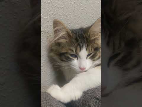 平櫻いづみブリーダーからお迎えしたノルウェージャンフォレストキャット：HALくん