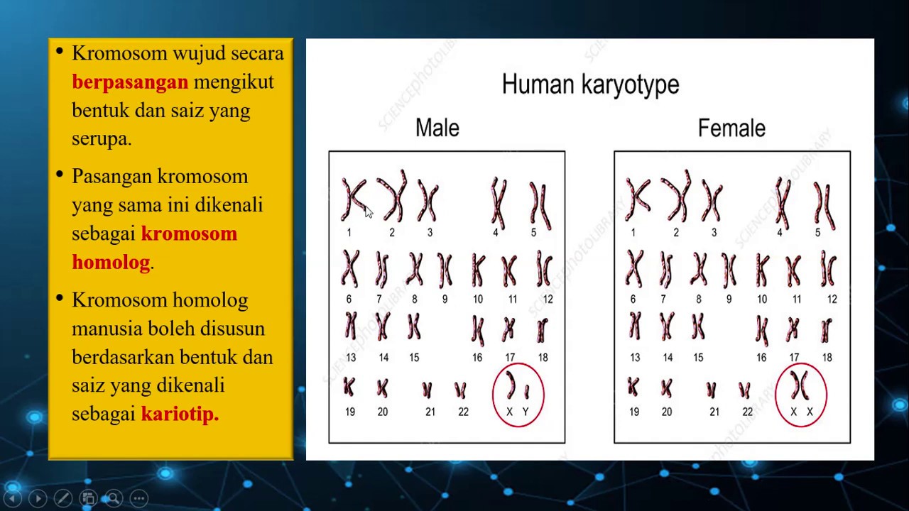 Kromosom maksud Pengertian Mutasi