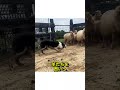 怖い犬だと 思ったら…