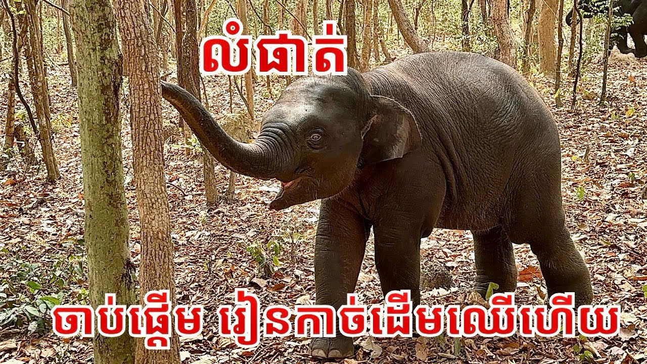 Baby Elephant Lumphat Starts Learning to Break Tree Branches | Growing Strong and Smart