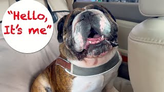 Bulldog singing Adele's 'Hello' with his own lyrics (lol)... on his way to the river walk. by RockyTheBulldog 511 views 6 days ago 5 minutes, 1 second