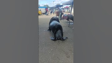 Sea Lion Wanders Through Market Street