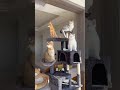 猫の「王族」としての地位