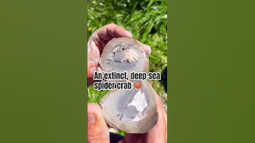 🦀Fossilised spider crab 12 MILLION years old🦀#fossils #rocks #crabs #geology #earth #ancient #rock