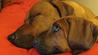 Adorable Puppy Seems to Say Bedtime Prayers Of Thanks For New Home by dauntless 777 views 1 year ago 14 seconds