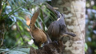 Victoria's Riflebird - Bird of Paradise - Juvenile display