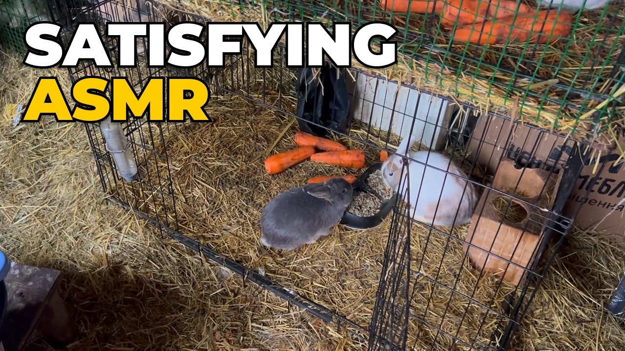 The Ultimate Carrot Crunch! 🥕 Close-up Rabbit Feeding