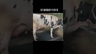 "হলষ্টিন-ফ্রিজিয়ান;দুধের রাজত্ব শুরু    এখান থেকেই!"01858511515 #holstein#bestmilking #cattleworld