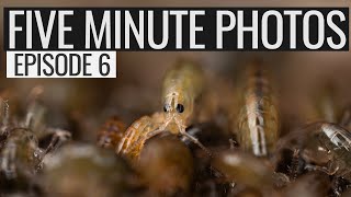 Five Minute Photos - Ep.6: Amphipods at Pagham Harbour