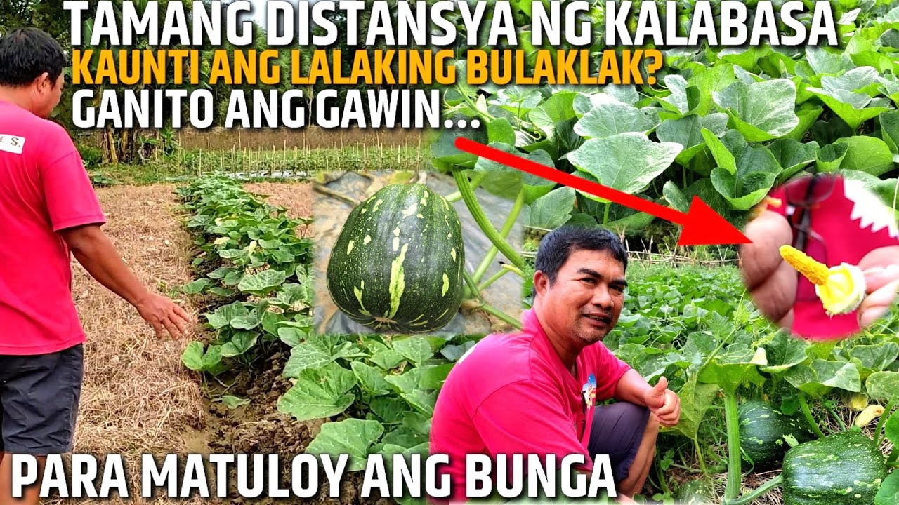 TAMANG DISTANSYA AT PAG-AALAGA NG KALABASA PAANO | D' Green Thumb