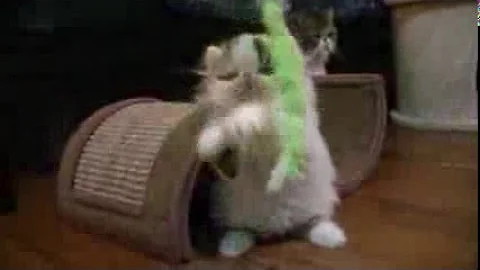 Video 2688451: persian mom, exotic kitten cute