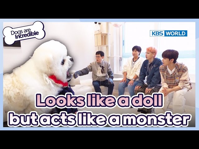 Cute monster😈 [Dogs Are Incredible : EP.218-2] | KBS WORLD TV 240507 class=