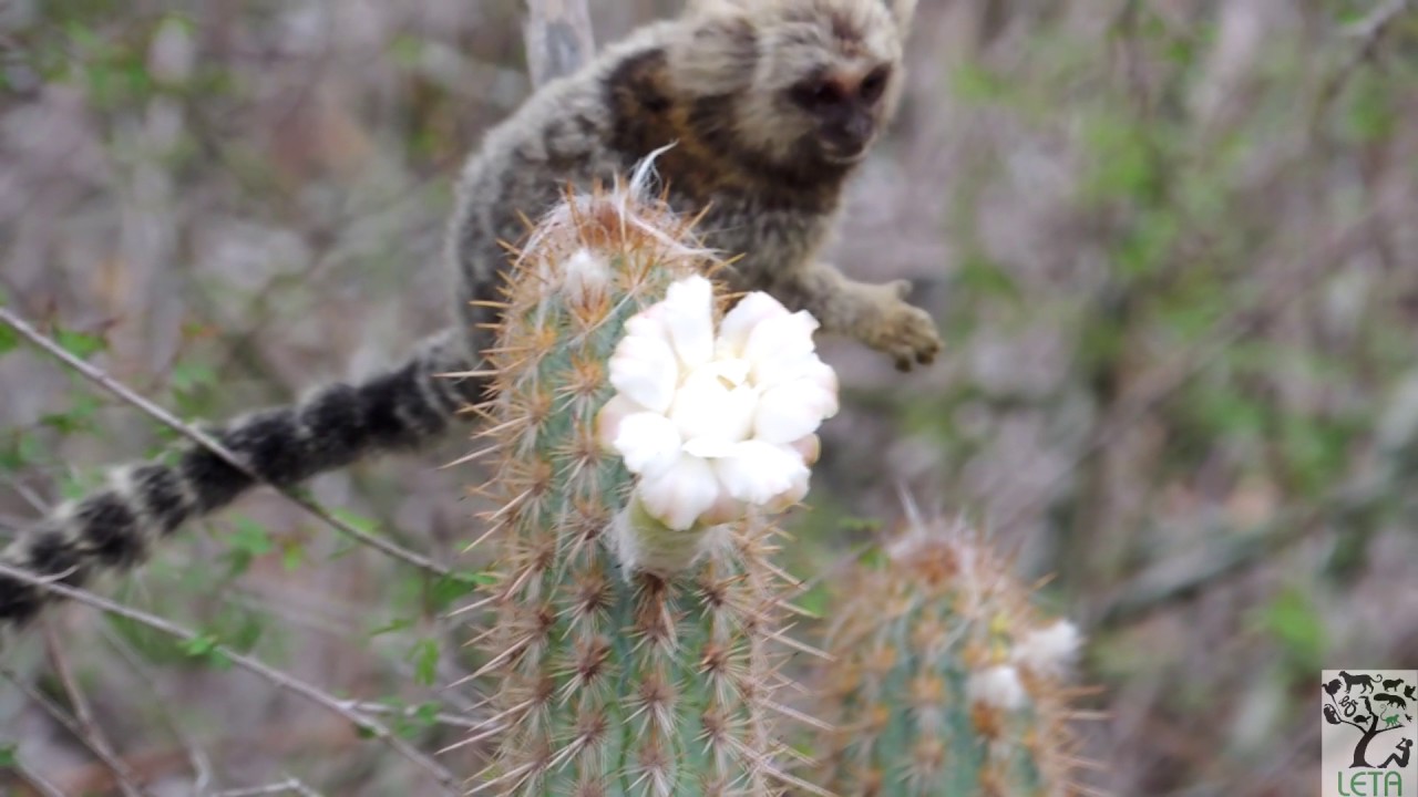 Callithrix jacchus living in a Caatinga environment: foraging and ...