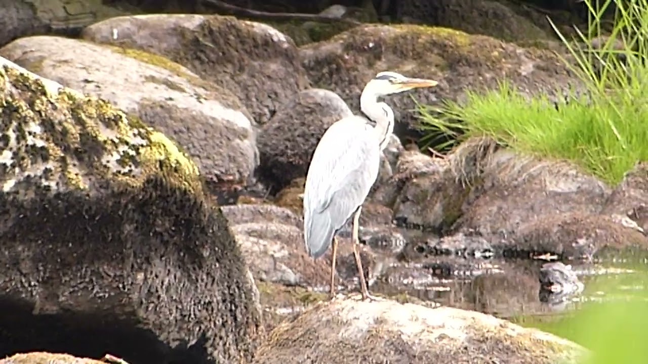 Heron at River Earn, Crieff, Scotland