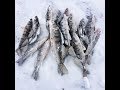 Крещенская рыбалка, Берш на тюльку 2018 GoPro