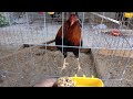 Alimentando a nuestras aves  el poder del gallo 