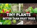 8 Small Plants That Produce More Food Than Fruit Trees