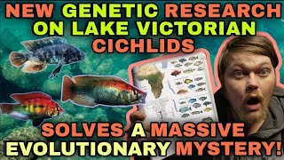 HOW Did 2 African Cichlids Transform into OVER 600 Different Fish Species In UNDER 15,000 YEARS?!