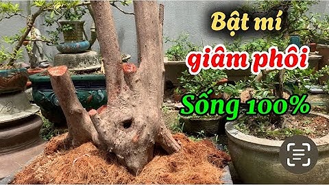 Cách giâm phôi duối sống 100% đơn giản dễ làm |@anhbayxunau