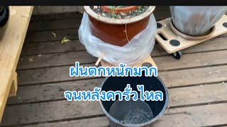 ฝนตกหนักจนหลังคารั่ว หลายแห่ง หลังจากแล้งมาหลายวัน ฝนตกไม่ทั่วฟ้า #youtube