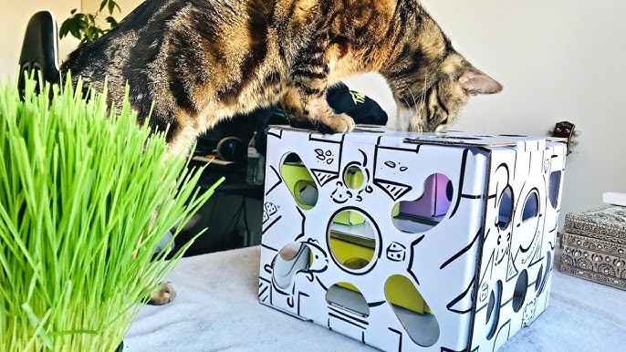 Cat Food Puzzles: How and Why to Use Them • KittyCatGO