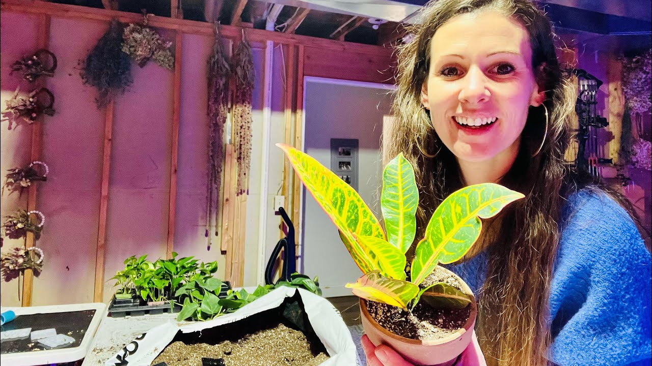 Planting House Plants YouTube
