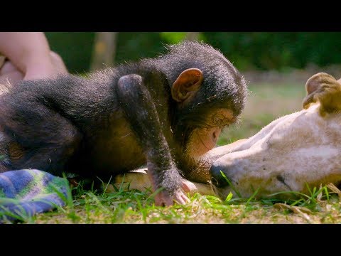 Puppies And Baby Chimpanzees Make The Cutest Friends Bbc Earth Safe Videos For Kids - roblox opossum wild forest survival animals video