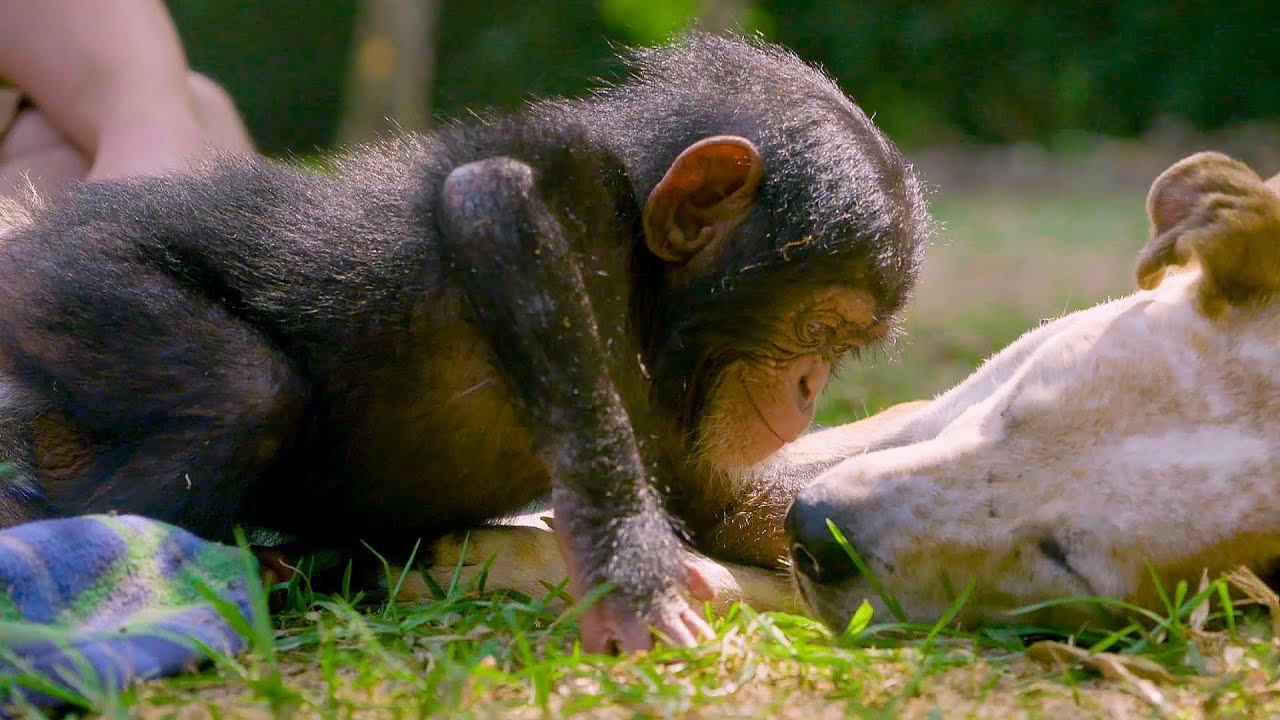 ⁣Puppies and Baby Chimpanzees Make The Cutest Friends | BBC Earth