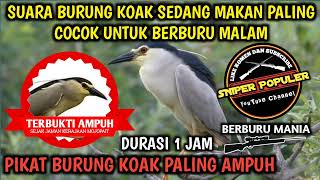 Suara burung koak sedang makan‼️Terbukti sangat ampuh