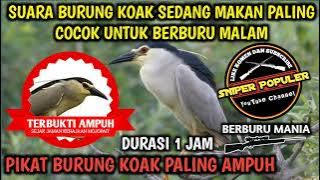 Suara burung koak sedang makan‼️Terbukti sangat ampuh