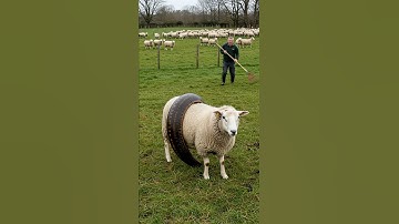 Can This Farmer Save His Sheep From a Giant Snake?