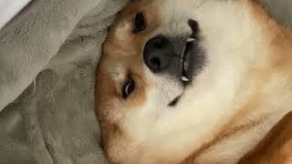 Shiba Inu Screams in Horror During Bath Time!