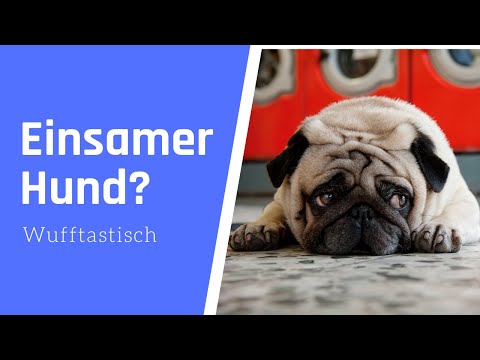 Video: 5 Zeichen Ihr Hund ist einsam