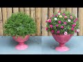 Creative ideas for beautiful Portulaca (Mossrose) flower pots