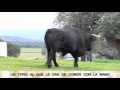 Buenas Tardes Extremadura - Una mascota de 600 kilos