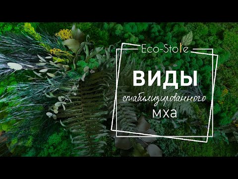 Виды стабилизированного мха