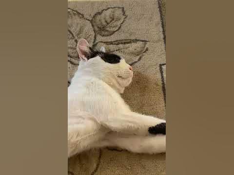 Кот Негр😂😂😂😂 - YouTube