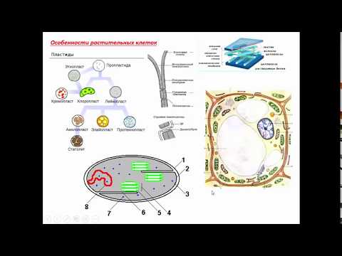 Видео: Как клеточная стенка защищает растительную клетку?