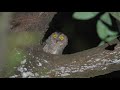 Ryukyu Scops Owl 琉球角鴞