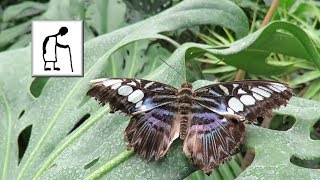 Butterfly House @ Berkeley Castle