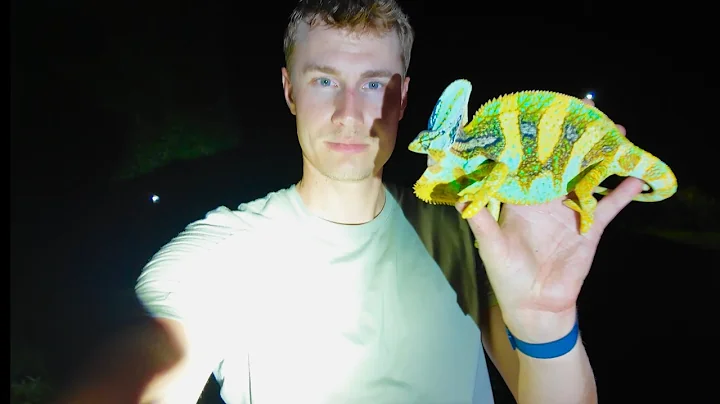 How to catch wild chameleons in Florida